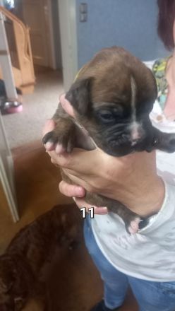 Boxer Welpen