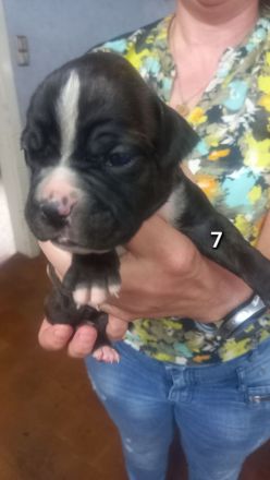 Boxer Welpen