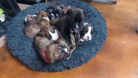 Boxer Welpen