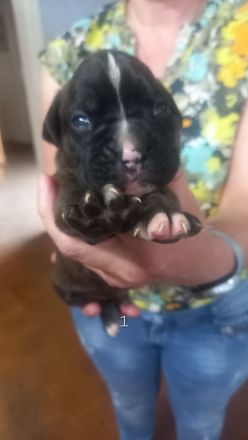 Boxer Welpen