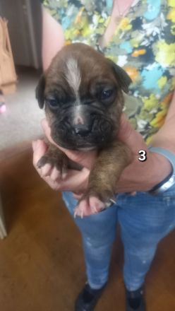 Boxer Welpen