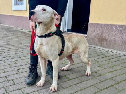 Einzigartige Evita sucht ihre Familie