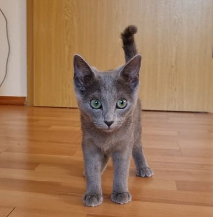 Russisch Blau Kitten