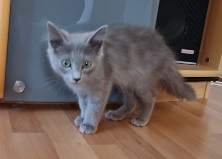 Russisch Blau Kitten