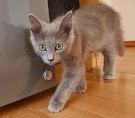 Russisch Blau Kitten