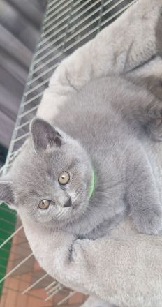 Katzen baby British kurzhaar