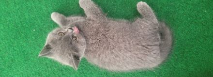 Katzen baby British kurzhaar
