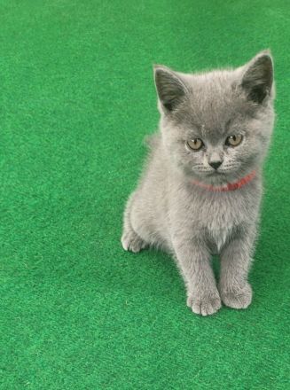 Katzen baby British kurzhaar