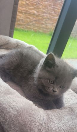 Katzen baby British kurzhaar