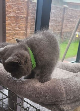Katzen baby British kurzhaar