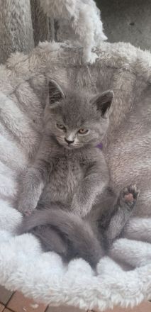 Katzen baby British kurzhaar