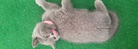 Katzen baby British kurzhaar