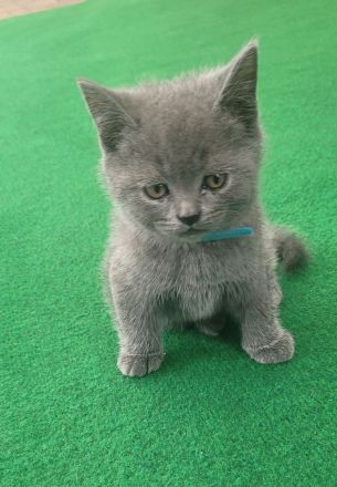 Katzen baby British kurzhaar