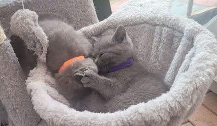 Katzen baby British kurzhaar