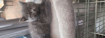 Katzen baby British kurzhaar