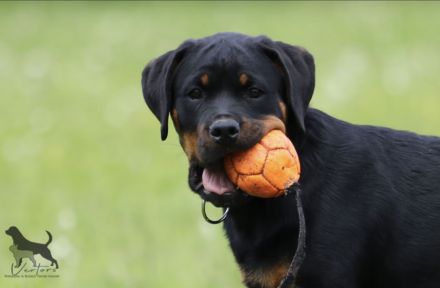 Rottweiler Welpen Sachsen-Anhalt