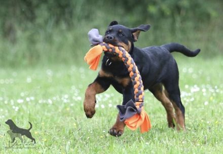 Rottweiler Welpen Sachsen-Anhalt