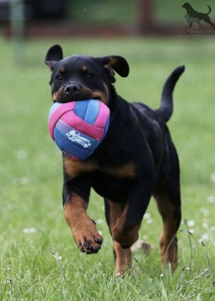 Rottweiler Welpen Sachsen-Anhalt