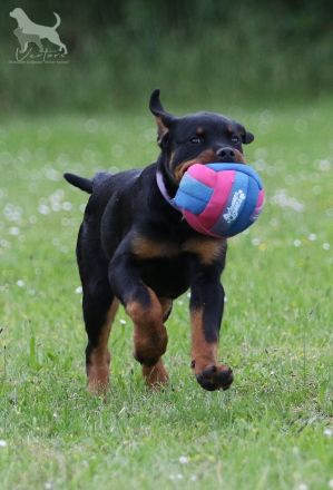 Rottweiler Welpen Sachsen-Anhalt