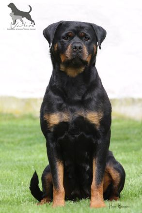Rottweiler Welpen Sachsen-Anhalt