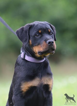 Rottweiler Welpen Sachsen-Anhalt