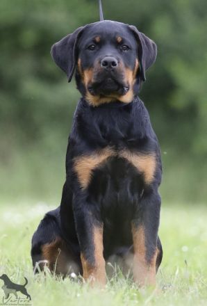 Rottweiler Welpen Sachsen-Anhalt