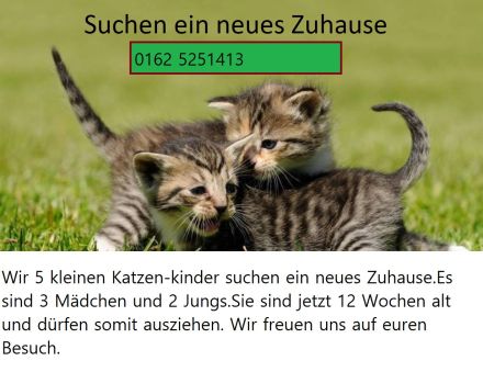 5 Kitten suchen noch einen neues Zuhause