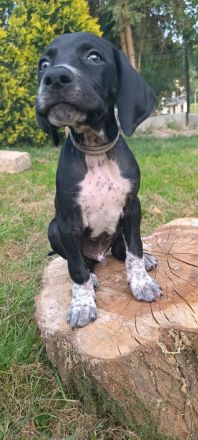 English Pointer- puppies FCI