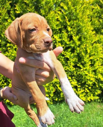 English Pointer- puppies FCI
