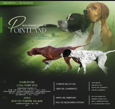 English Pointer- puppies FCI