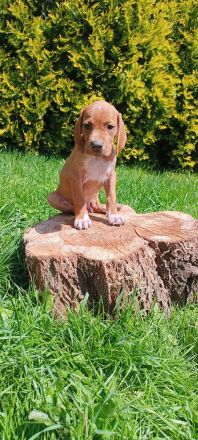 English Pointer- puppies FCI