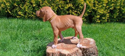 English Pointer- puppies FCI