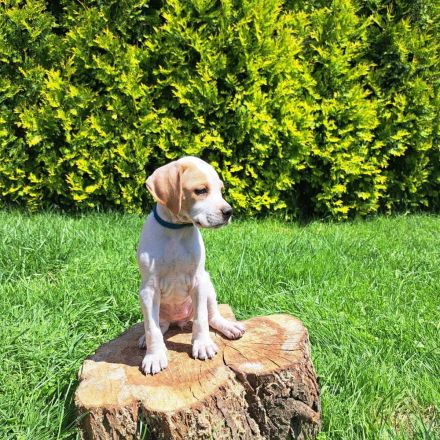English Pointer- puppies FCI