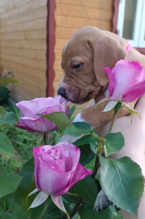 English Pointer- puppies FCI