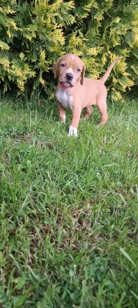 English Pointer- puppies FCI