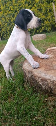 English Pointer- puppies FCI