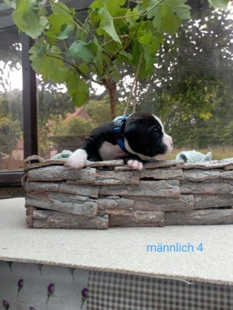 Cane Corso Welpen Mix