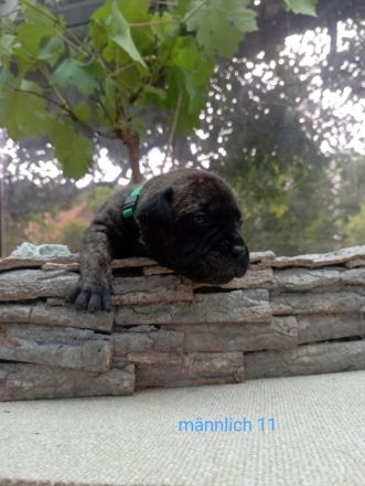 Cane Corso Welpen Mix