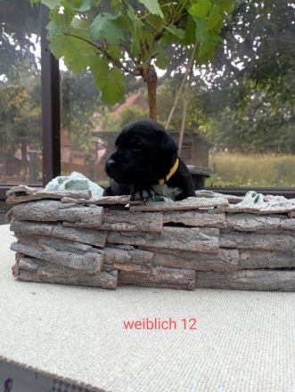 Cane Corso Welpen Mix