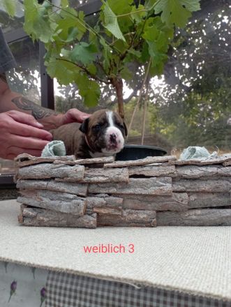 Cane Corso Welpen Mix