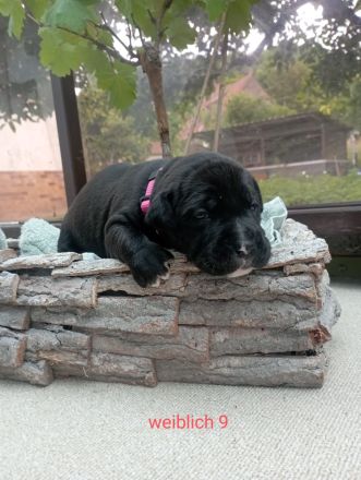 Cane Corso Welpen Mix
