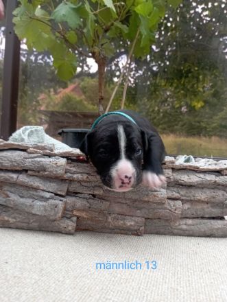 Cane Corso Welpen Mix