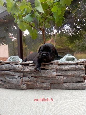 Cane Corso Welpen Mix