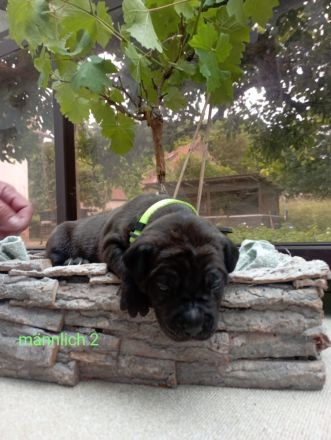 Cane Corso Welpen Mix