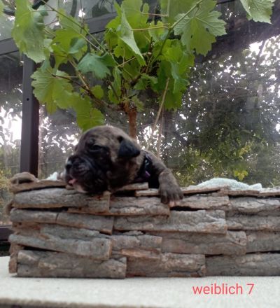 Cane Corso Welpen Mix