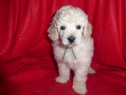 Weiße Zwergpudel-Rüden mit DPK/VDH Papieren