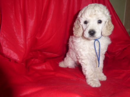 Weiße Zwergpudel-Rüden mit DPK/VDH Papieren