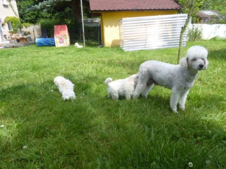 Weiße Zwergpudel-Rüden mit DPK/VDH Papieren