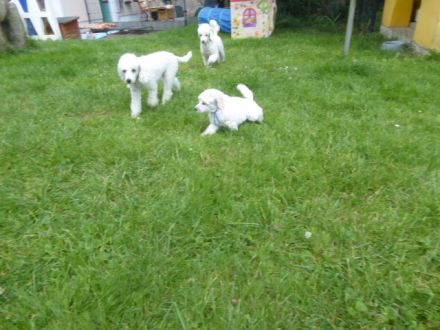 Weiße Zwergpudel-Rüden mit DPK/VDH Papieren