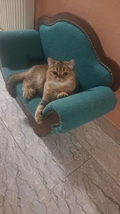 Bkh Katze 2 Jahre, 0115756449437